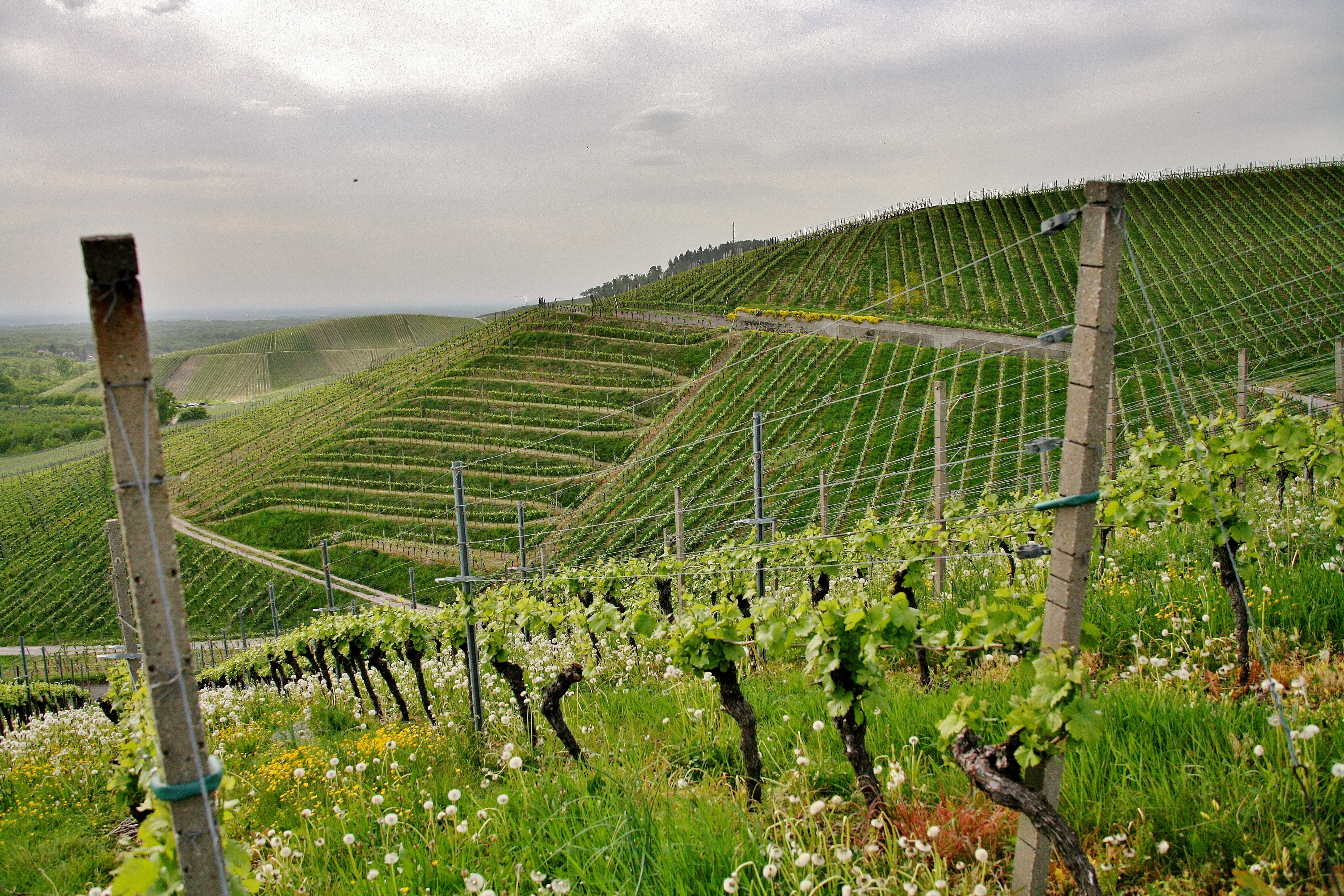 Vinos DO Tarragona, DO Penedès y DOC Priorat