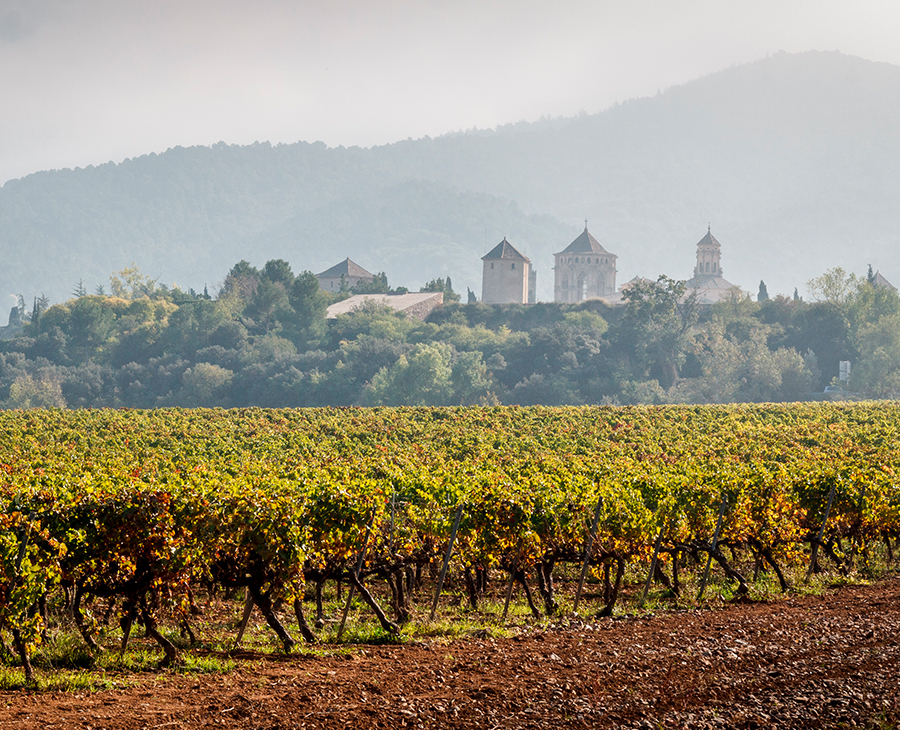 Tierra de vinos