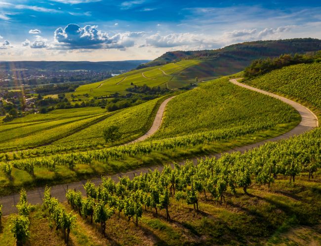 Bodegas en Tarragona: Vino de lujo DO Priorat y DO Penedès